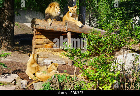 Ein majestätischer Löwe und sein löwin auf dem Kopenhagener Zoo Stockfoto