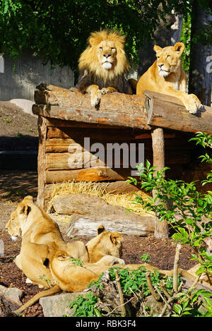 Ein majestätischer Löwe und sein löwin auf dem Kopenhagener Zoo Stockfoto