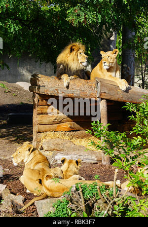 Ein majestätischer Löwe und sein löwin auf dem Kopenhagener Zoo Stockfoto