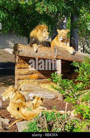 Ein majestätischer Löwe und sein löwin auf dem Kopenhagener Zoo Stockfoto