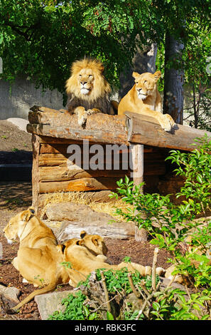 Ein majestätischer Löwe und sein löwin auf dem Kopenhagener Zoo Stockfoto