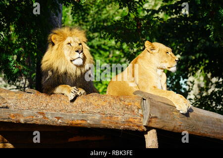 Ein majestätischer Löwe und sein löwin auf dem Kopenhagener Zoo Stockfoto