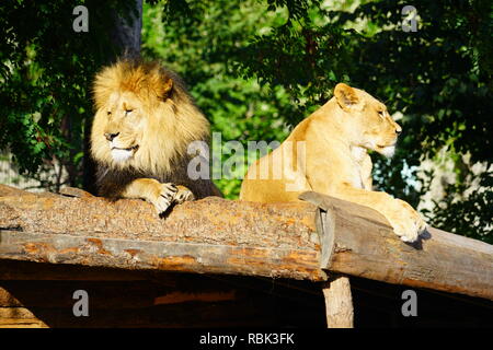 Ein majestätischer Löwe und sein löwin auf dem Kopenhagener Zoo Stockfoto