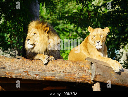 Ein majestätischer Löwe und sein löwin auf dem Kopenhagener Zoo Stockfoto