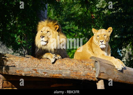 Ein majestätischer Löwe und sein löwin auf dem Kopenhagener Zoo Stockfoto