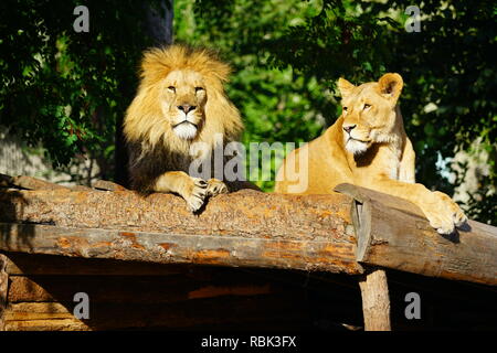 Ein majestätischer Löwe und sein löwin auf dem Kopenhagener Zoo Stockfoto