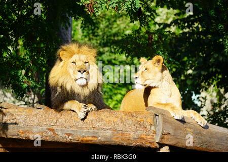 Ein majestätischer Löwe und sein löwin auf dem Kopenhagener Zoo Stockfoto