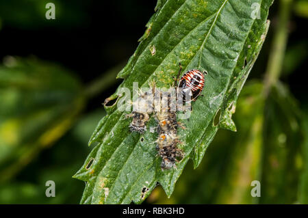 Vadnais Heights, Minnesota. John H. Allison Wald. Stinken bug Nymphe, Podisus Placidus, Fütterung auf ein catepillar Karkasse. Stockfoto