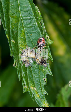 Vadnais Heights, Minnesota. John H. Allison Wald. Stinken bug Nymphe, Podisus Placidus, Fütterung auf ein catepillar Karkasse. Stockfoto