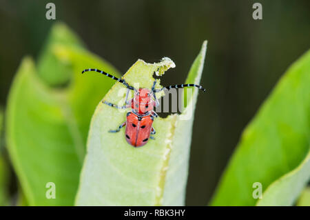 Balsam Lake, Wisconsin. Rot - femured Milkweed Borer {Tetraopes femoratus} Fütterung auf ein milkweed Anlage. Stockfoto