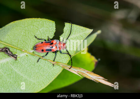 Balsam Lake, Wisconsin. Rote Seidenpflanze Käfer (Tetraopes tetraopthalmus) Fütterung auf ein milkweed Anlage. Stockfoto