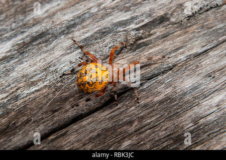Leavenworth, Kansas. Marmorierte Orbweaver-Spinne, Araneus marmoreus auf einem Stück Holz im Herbst. Stockfoto