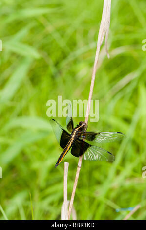 Little Canada, Minnesota. Gervais Mill Park. Unreife männliche Witwe Skimmer, Libellula luctuosa klammert sich an einen Stamm im Wald. Stockfoto