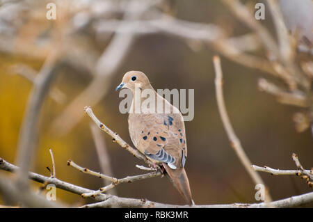 Vadnais Heights, Minnesota. Männliche Taube, Zenaida macroura, auf der Suche nach Vogel Samen auf den Boden im Herbst zu essen. Stockfoto