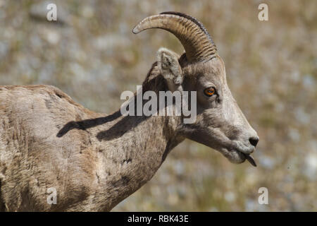 Seitenansicht des Bighorn Schafe (Rocky Mountain Schafe) Ewe, Zunge raus und orangefarbene Auge sichtbar, im südlichen Alberta, Kanada Stockfoto