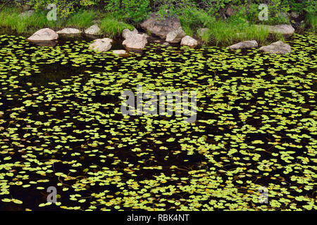 Conifer Reflexionen in einem Borealen Teich mit gelben Seerosen., Halfway Lake Provincial Park, Ontario, Kanada Stockfoto