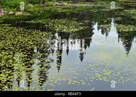 Conifer Reflexionen in einem Borealen Teich mit gelben Seerosen., Halfway Lake Provincial Park, Ontario, Kanada Stockfoto