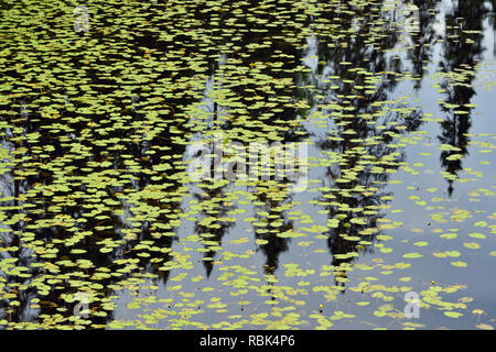 Conifer Reflexionen in einem Borealen Teich mit gelben Seerosen., Halfway Lake Provincial Park, Ontario, Kanada Stockfoto