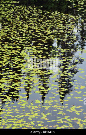 Conifer Reflexionen in einem Borealen Teich mit gelben Seerosen., Halfway Lake Provincial Park, Ontario, Kanada Stockfoto