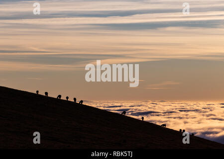 Pferde Silhouetten auf einem Berg über dem Hochnebel bei Sonnenuntergang, mit schönen warmen Farben Stockfoto