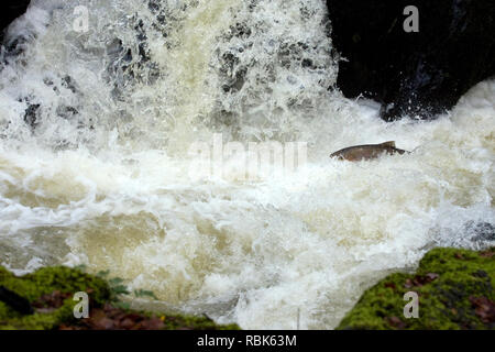 Lachs (Salmo salar) springen Wasserfälle des Flusses Marteg, um zu züchten. Gilfach Farm SSSI, Radnorshire Wildlife Trust Naturschutzgebiet, Wales, November. Stockfoto