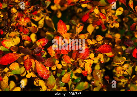 Bunte Blätter im Herbst in einem Garten Hecke, Deutschland, Europa Stockfoto