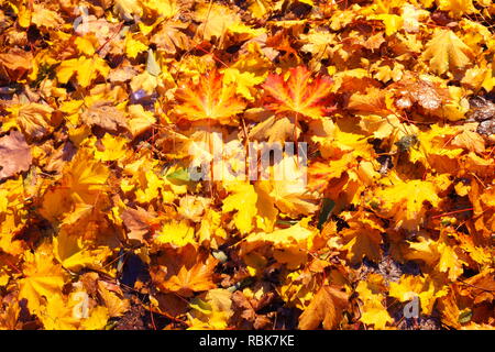 Ahornblätter, bunte Blätter im Herbst auf dem Boden liegend, Deutschland, Europa ich Ahornblätter, buntes Herbstlaub auf dem Boden liegend, Deutschland I Stockfoto