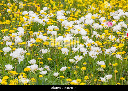 Weiße Tulpen unter gelben Blumen im Frühling Stockfoto