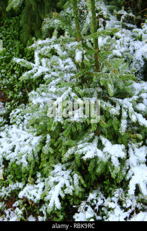 Pelz-Zweige mit Schnee bedeckt. Weihnachtsbaum im Schnee im Winter Wald. Märchen schöner Baum mit Schnee im Wald bedeckt Stockfoto