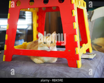 Mika die orange Tabby versteckte sich unter dem Tisch Stockfoto