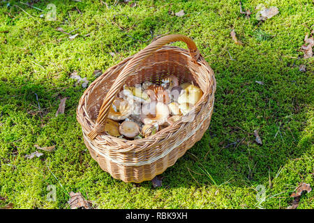 Korb mit berostung auf Glade Stockfoto