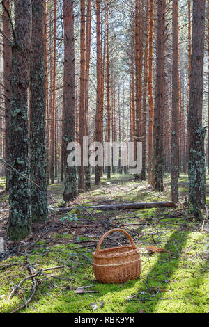 Wald Clearing und einen Korb auf es Stockfoto