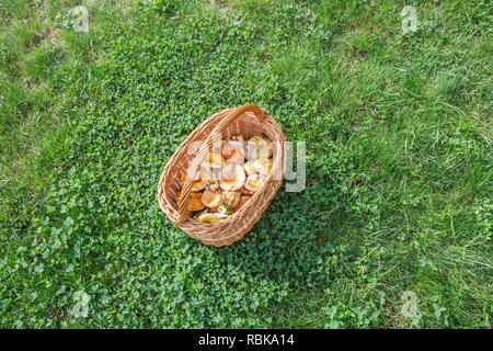 Einen vollen Korb mit psathyrella auf einer sonnigen Wiese Stockfoto