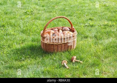 Korb mit Häschen auf eine sonnige Wiese Stockfoto