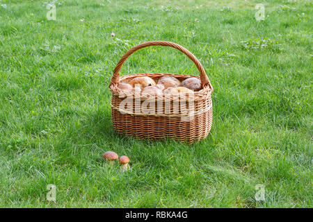 Korb mit Steinpilzen auf einer sonnigen Wiese Stockfoto