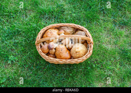 Pilze in einem Korb Stockfoto