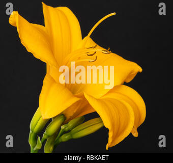 Kunst Stillleben Farbe makro Bild eines isolierten weit offen orange gelb daylily Blüte mit Stängel und Blüten auf schwarzem Hintergrund mit Details Stockfoto