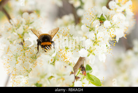 Hummel auf Cherry Blossom Stockfoto