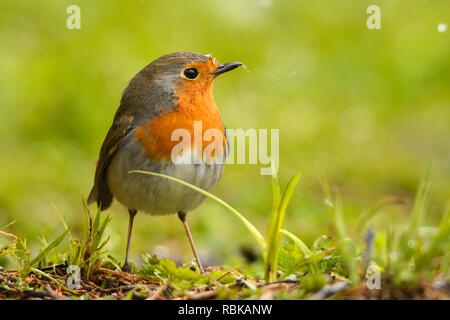 Rotkehlchen, Erithacus rubecula Stockfoto