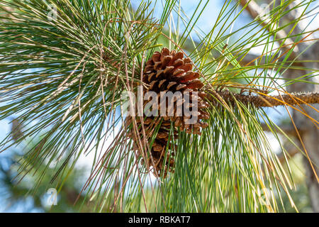 Südflorida Schrägstrich Kiefer (Pinus elliottii densa) Kegel closeup - Pine Island Ridge Natural Area, Davie, Florida, USA Stockfoto