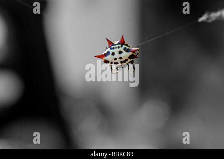 Spinybacked Orbweaver, Gasteracantha cancriformis, Spider mit einem lächelnden Gesicht auf dem Rücken Stockfoto