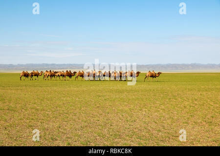 Herde von wilden Kamelen durch die endlosen Ebenen in der Wüste Gobi im Sommer bummeln (Wüste Gobi, Mongolei, Asien) Stockfoto