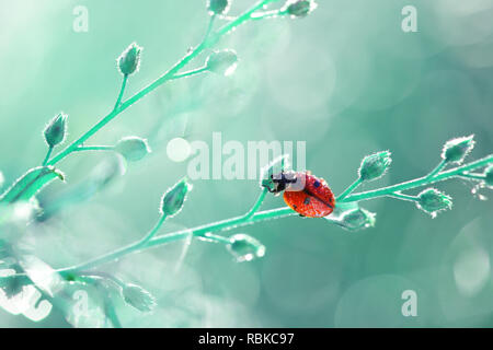 Ein kleiner roter Marienkäfer ist zu Fuß rund um den Pflanzen in meinem Garten. Stockfoto