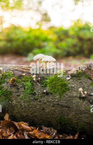 Close up kleine Pilze auf den Herbst Baum mit Moos im herbstlichen Wald im Abendlicht. Saisonalität details. Selektiver Fokus. Kopieren Sie Platz Stockfoto