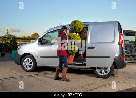 Frau laden große Pflanzen in ein 2013 Renault Kangoo kleine van Stockfoto