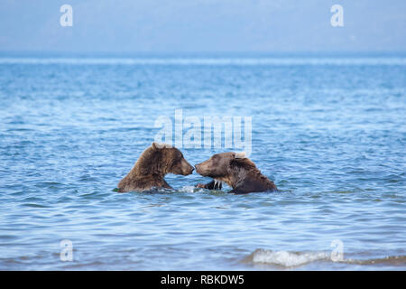 Braun wilde Bären grizzly Ursus arctos in Wasser stehen der Kuril See. Kronotsky Nature Reserve. Kamtschatka. Russland Stockfoto