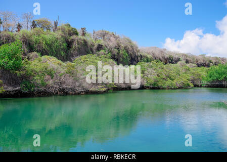 Laguna de Las Ninfas, einem Salzwasser-Lagune in der Stadt Puerto Ayora auf Santa Cruz Island auf den Galapagos Inseln. Stockfoto