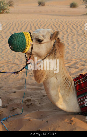Kamel ausgestattet für eine Reise und mit einem Tuch liegen auf dem Sand in der Wüste eingerichtet Stockfoto