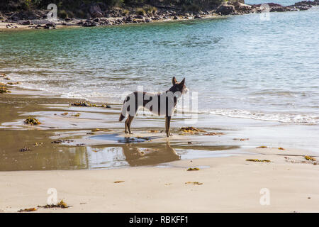 Hund mit Blick auf Meer, Strand von Pambula Flussmündung, New South Wales, Australien Stockfoto