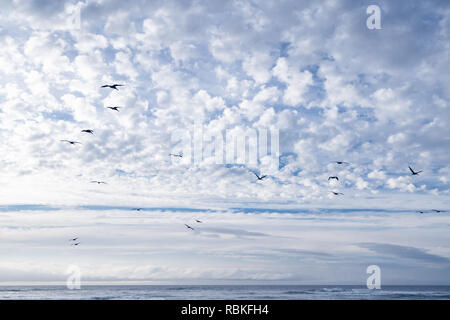 Schönen blauen Himmel und Wolken mit Flock von fliegenden Vögeln Stockfoto